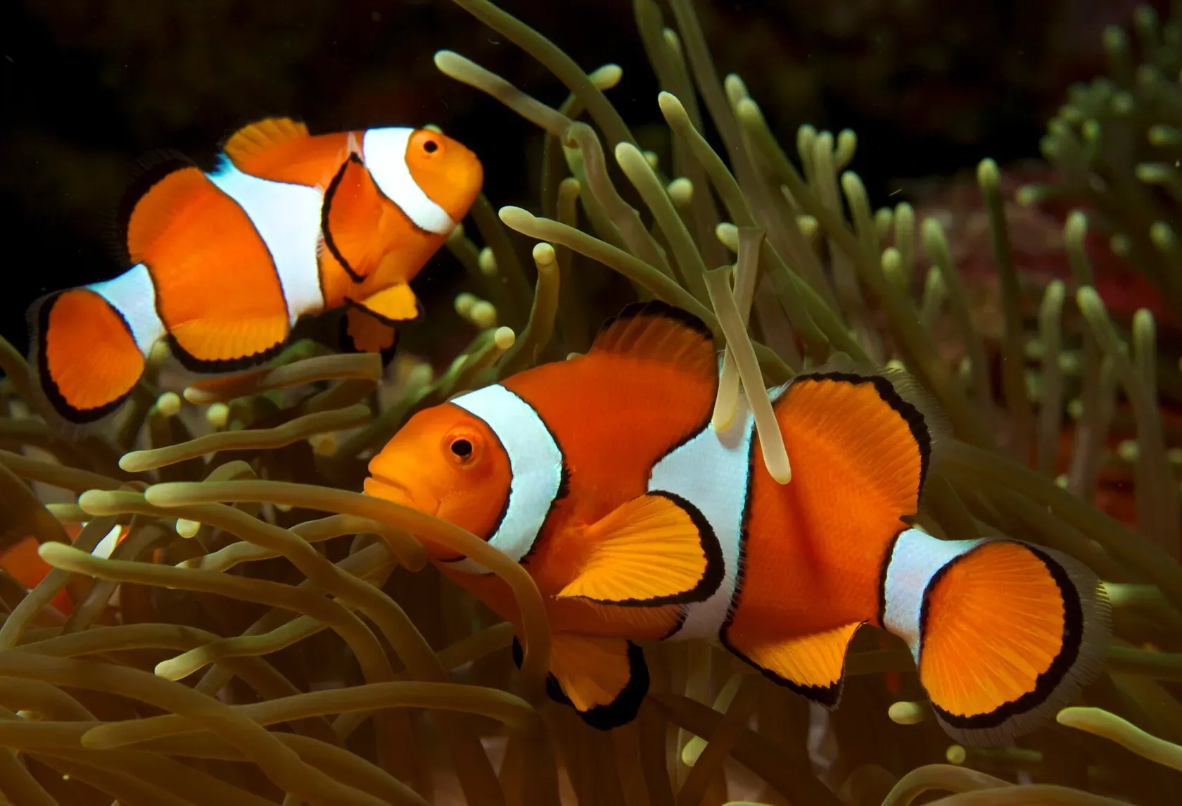 Zwei orange-weiss gestreifte Falsche Clownfische zwischen den Tentakeln einer Anemone.
