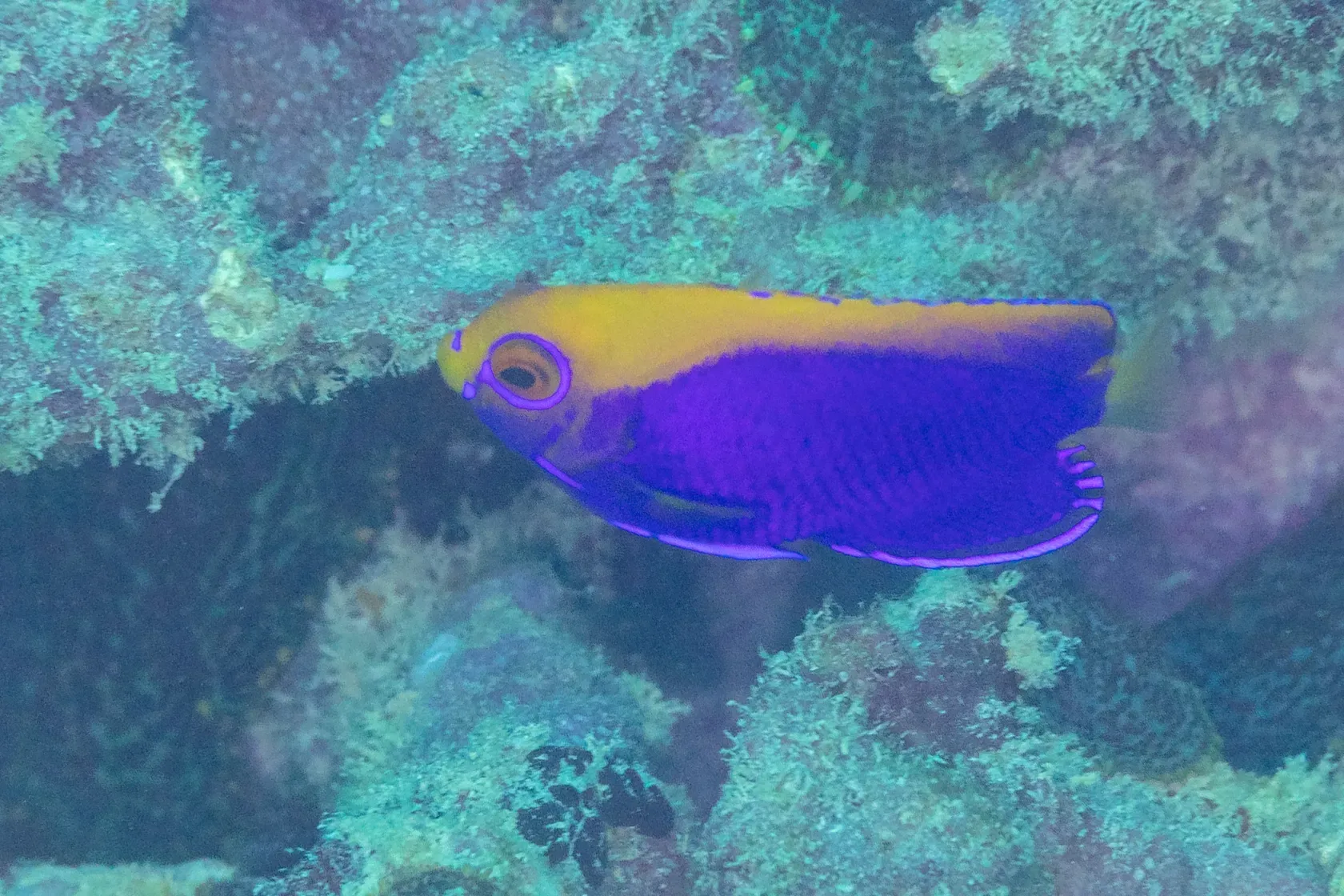 Ein Orangerücken-Zwergkaiserfisch mit violettblauem Körper und orangem Rücken vor bewachsenem Riffgestein.
