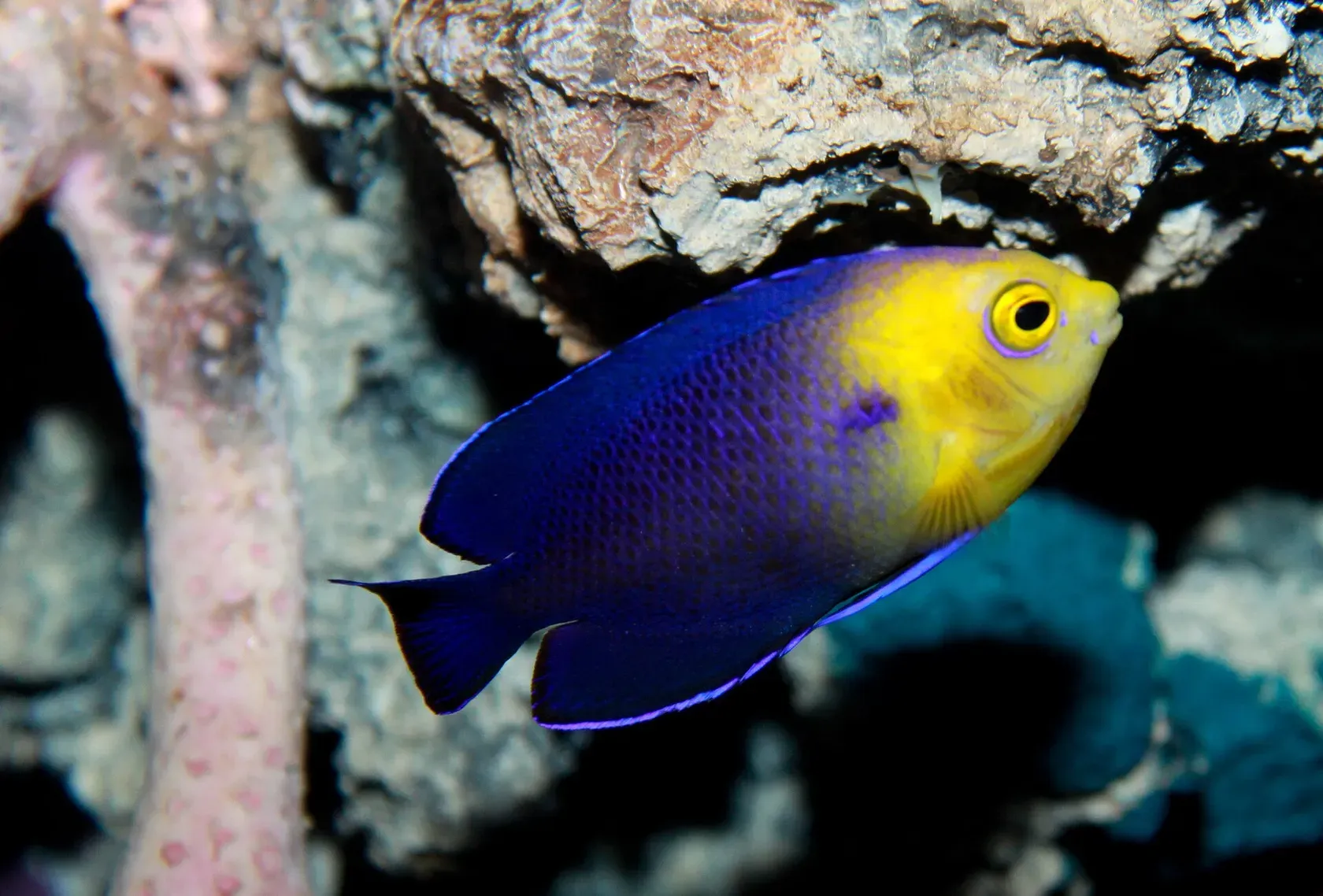 Ein Blauer Zwergkaiserfisch, tiefblau mit gelbem Kopf, vor einer Gorgonie.