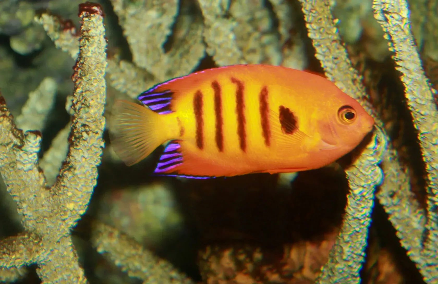 Ein leuchtend oranger Flammen-Zwergkaiserfisch mit schwarzen Querstreifen und blau gesäumten Flossen schwimmt zwischen den Ästen einer Gorgonie.