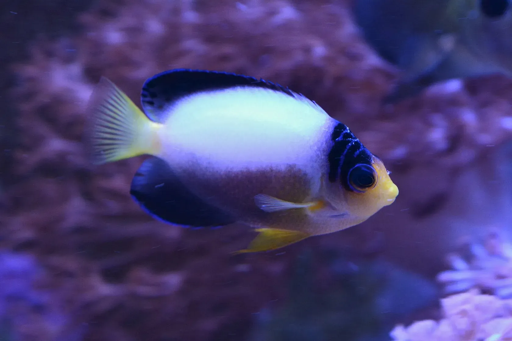 Ein Vielfarben-Zwergkaiserfisch mit weissem Körper, dunkelblauem Rücken, schwarzem Fleck am Auge und gelber Schwanzflosse vor violett beleuchtetem Gestein.