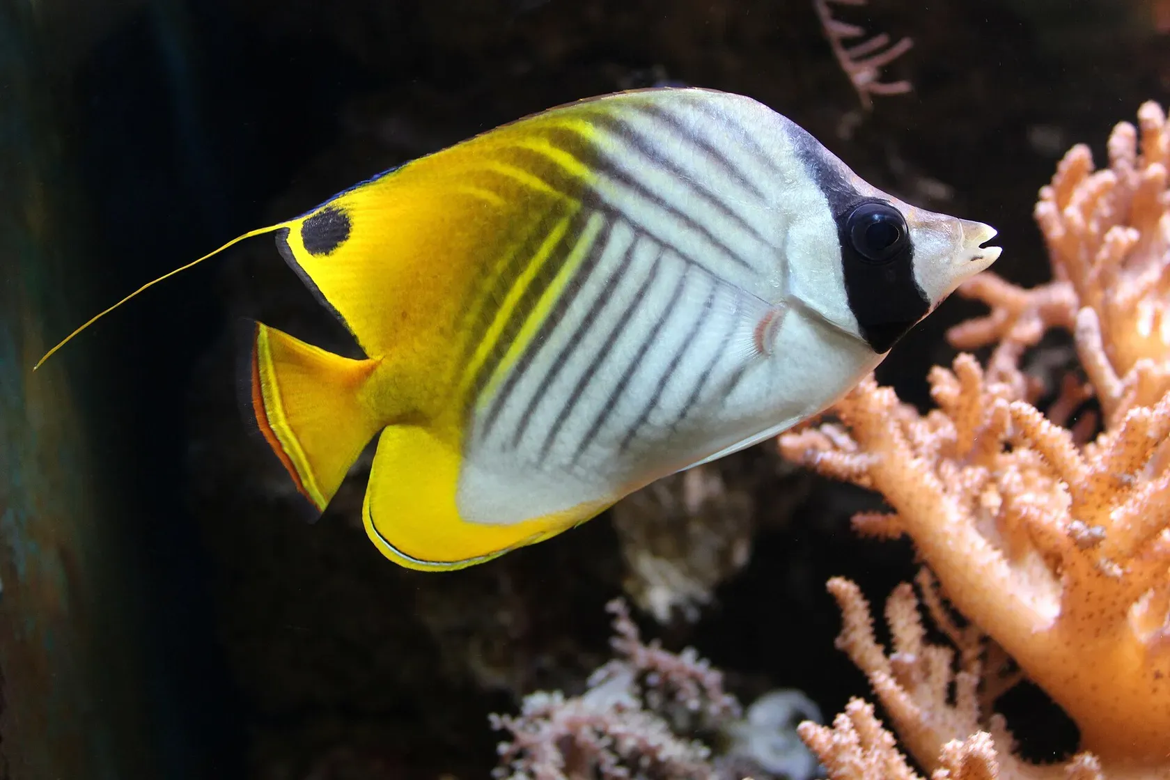 Ein Fähnchen-Falterfisch, weiss mit schräg laufenden dunklen Linien, gelber Hinterseite, schwarzem Augenfleck in der Rückenflosse und einem dünnen Flossenfaden.