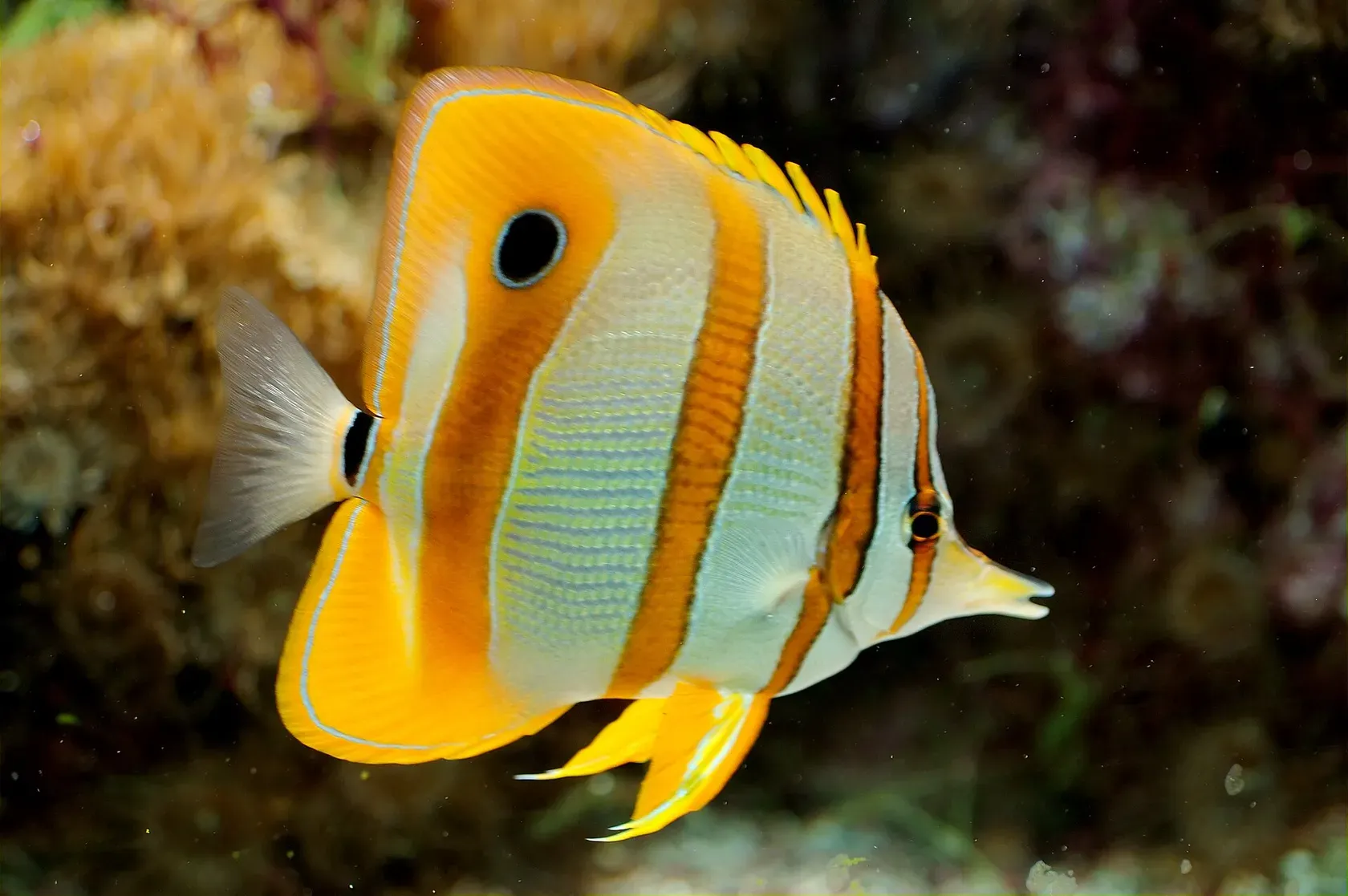 Ein Kupferstreifen-Pinzettfisch mit orangen Querbändern, schwarzem Augenfleck an der Rückenflosse und langer spitzer Schnauze.