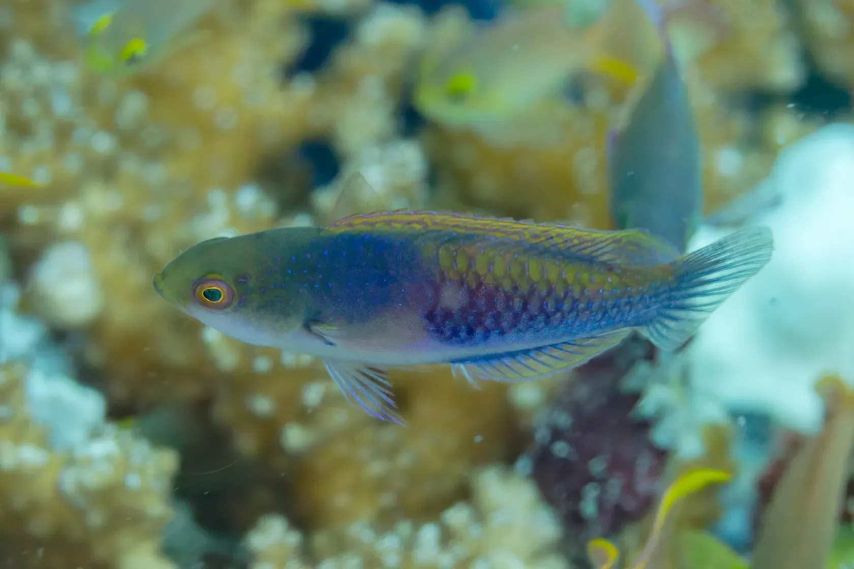 Ein Feenlippfisch mit blauviolettem Körper und grünlichem Kopf schwimmt über Weichkorallen.