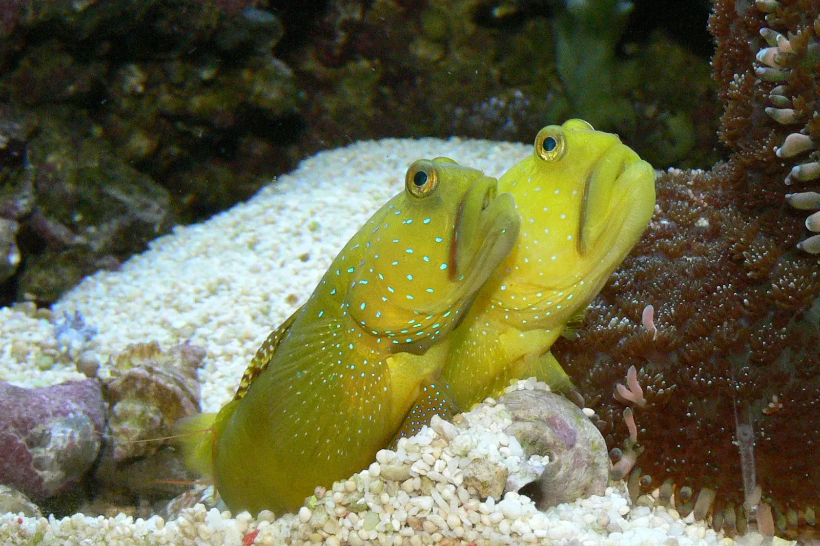 Zwei zitronengelbe Wächtergrundeln mit feinen blauen Punkten liegen auf Korallensand.