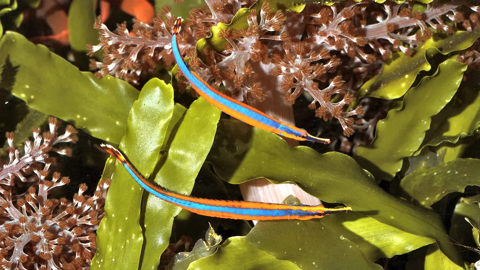 Zwei schlanke Blaustreifen-Seenadeln, orange mit blauem Längsstreifen, zwischen grünen Algen und Weichkorallen.