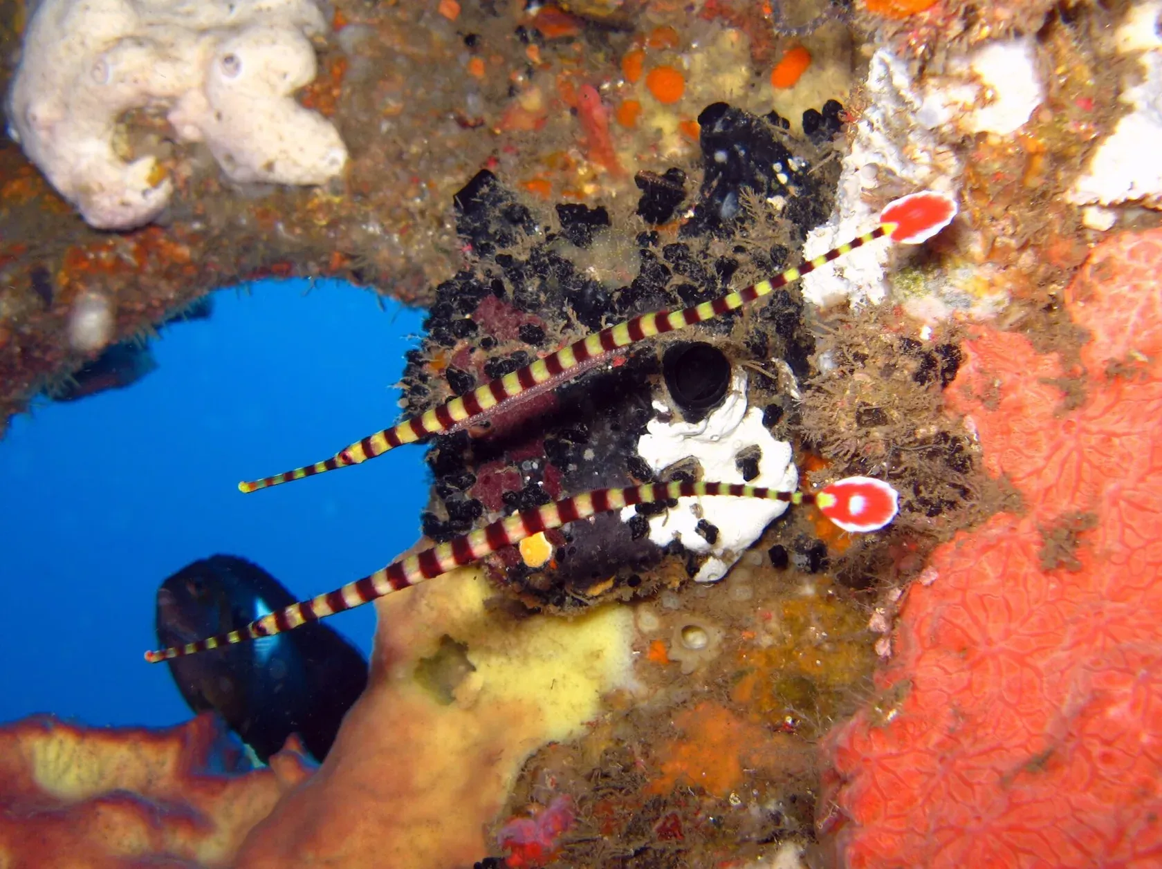 Zwei lange, dünne Seenadeln mit gelben und schwarzen Ringen und roter Schwanzflosse mit weissem Rand vor einer Höhle im Riff.