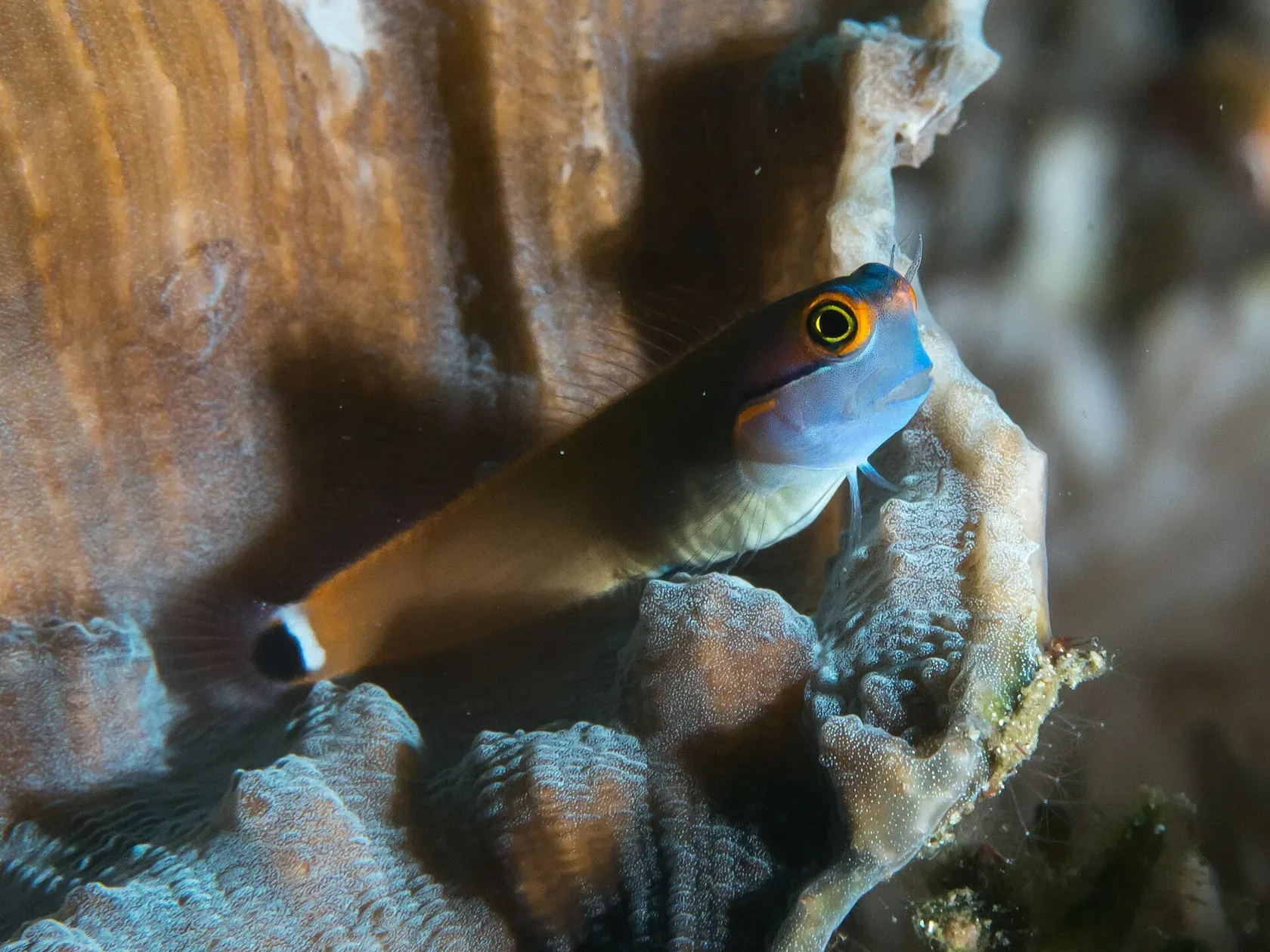 Ein Schwanzfleck-Schleimfisch mit blauem Kopf, braunem Körper und weissem Fleck vor der Schwanzflosse sitzt auf einer Koralle.
