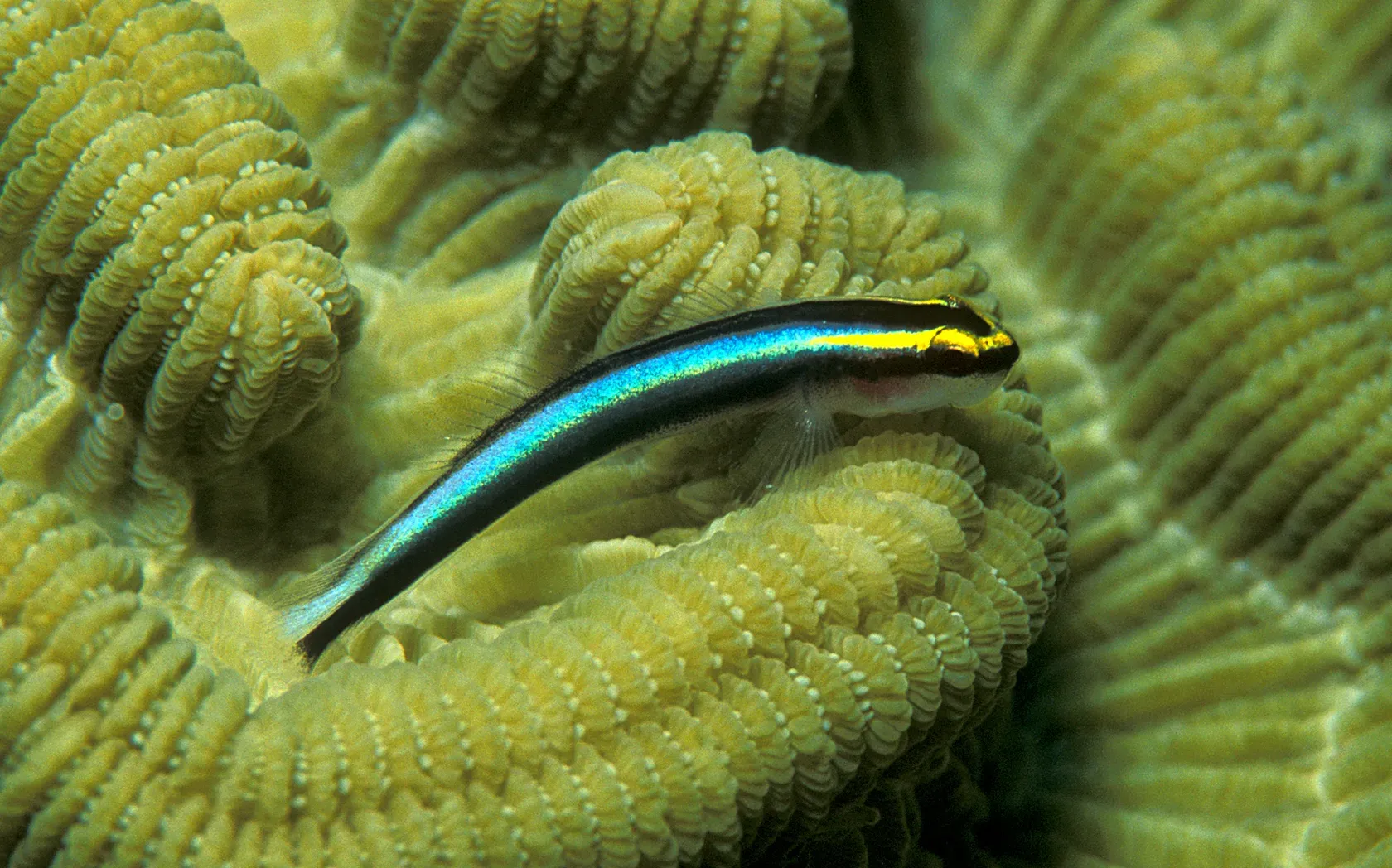 Eine schlanke Grundel mit leuchtend blauem Längsstreifen und gelber Linie über dem Auge liegt auf einer grünlichen Hirnkoralle.