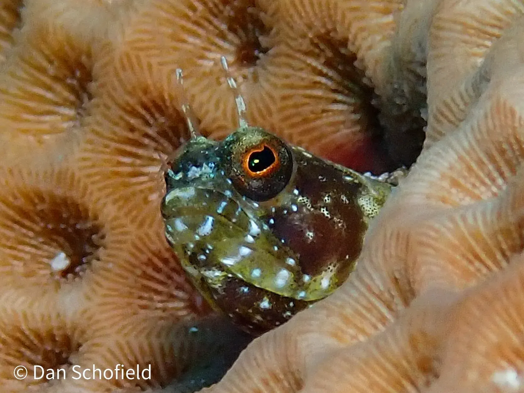 Der Kopf eines bräunlich gesprenkelten Schleimfisches mit grossem Auge und Fransen über den Augen schaut aus einem Loch in einer Koralle.