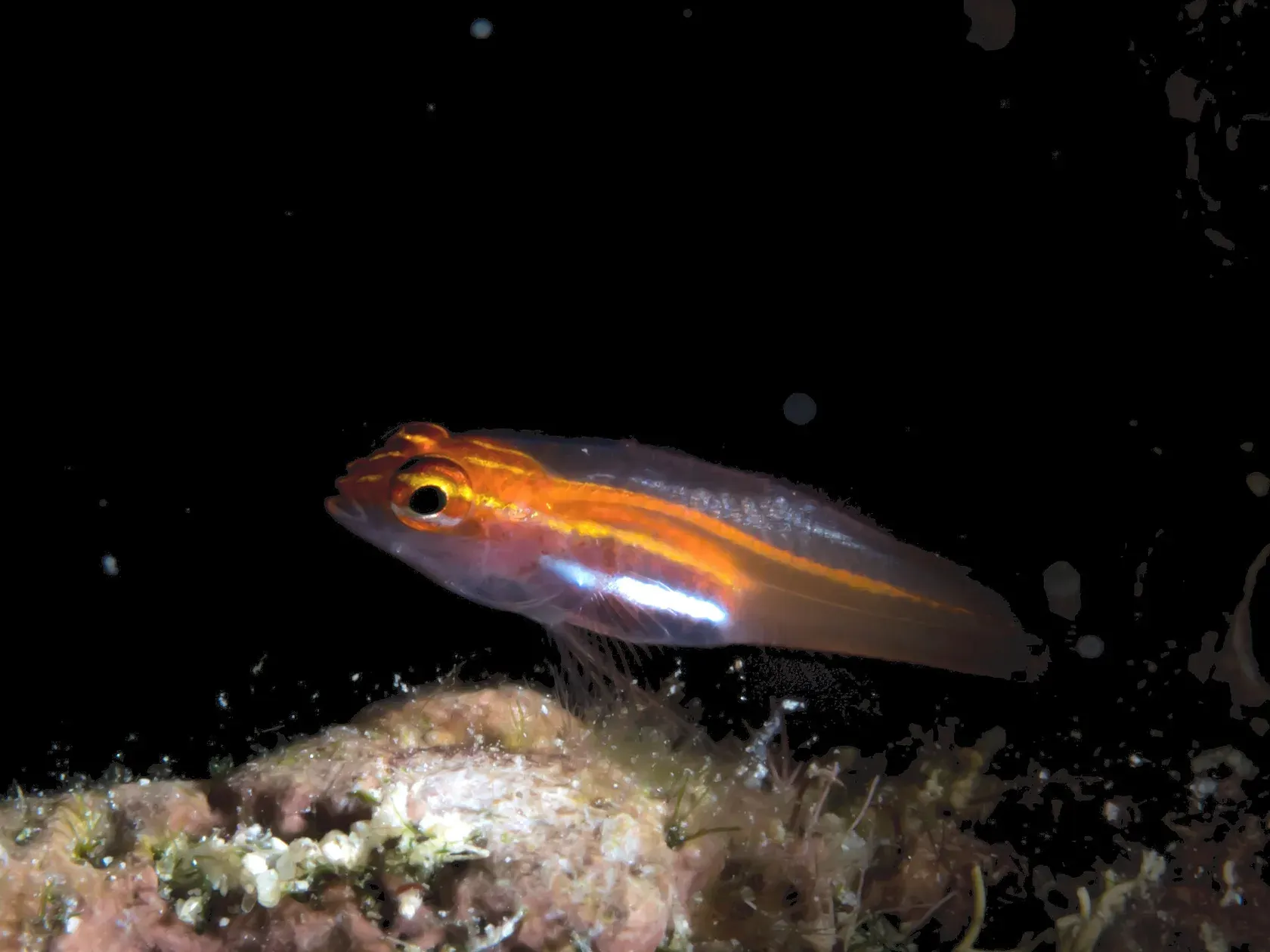 Eine winzige, fast durchsichtige Grundel mit orangen Längsstreifen sitzt vor schwarzem Hintergrund auf einem Stein.