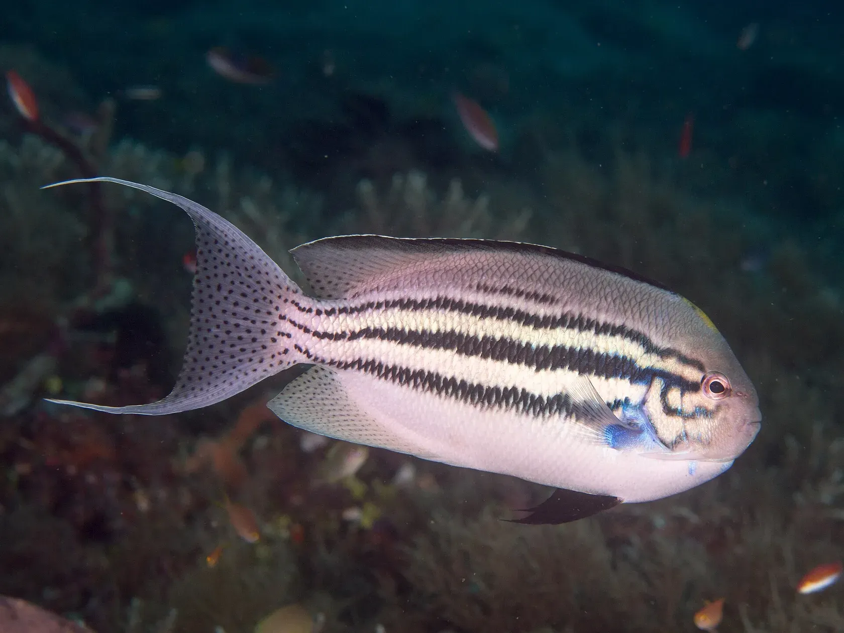 Ein Weibchen von Lamarcks Lyrakaiser, silbrig mit schwarzen Längsstreifen und tief gegabelter Schwanzflosse, schwimmt über dem Riff.