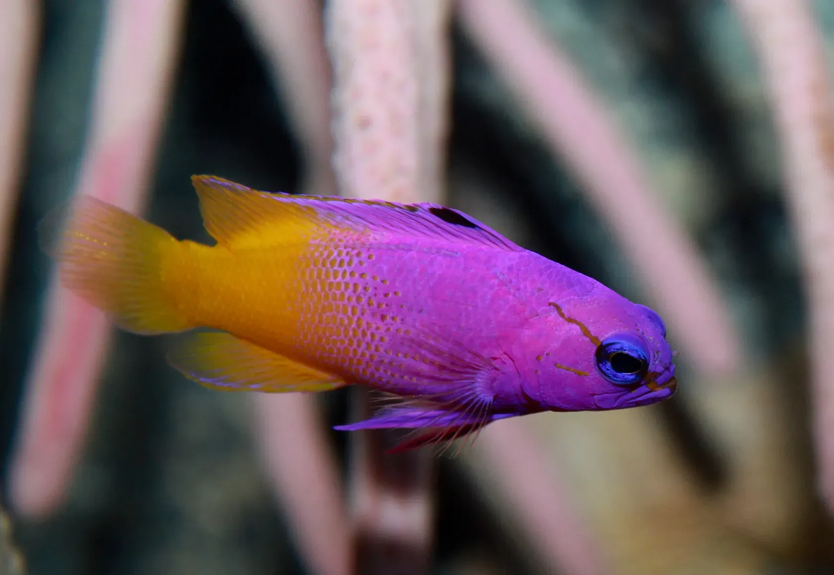 Ein Königs-Feenbarsch, vorne violett, hinten gelb, vor rosa Ästen einer Gorgonie.