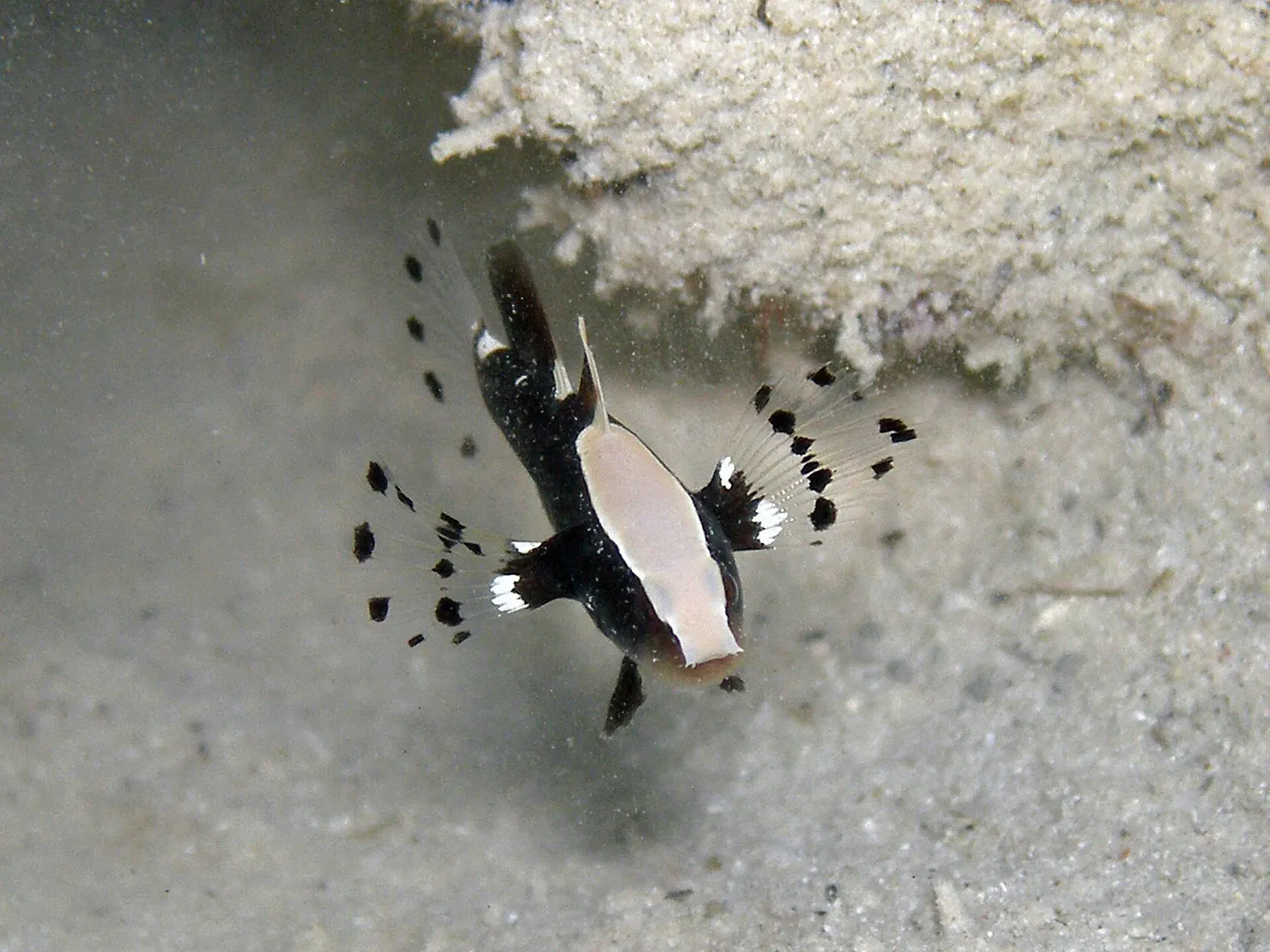 Eine kleine schwarze Grundel mit weissem Fleck von Kopf bis Rücken spreizt über hellem Sand ihre grossen, schwarz gefleckten Brustflossen.