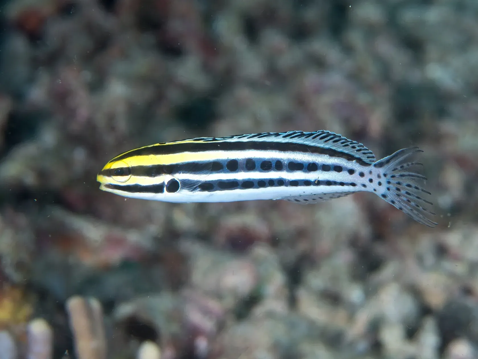 Ein Dreistreifen-Säbelzahnschleimfisch mit schwarzen und gelben Längsstreifen und gepunktetem Hinterleib schwimmt über dem Riffgrund.