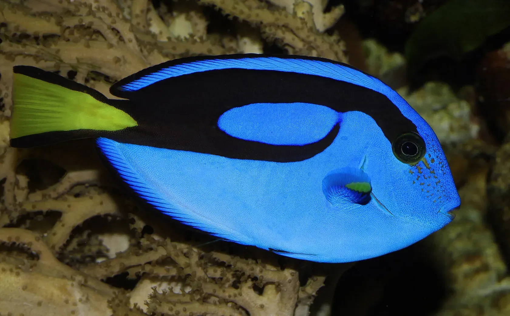 Ein Paletten-Doktorfisch mit leuchtend blauem Körper, schwarzem Band und gelber Schwanzflosse vor Riffgestein.