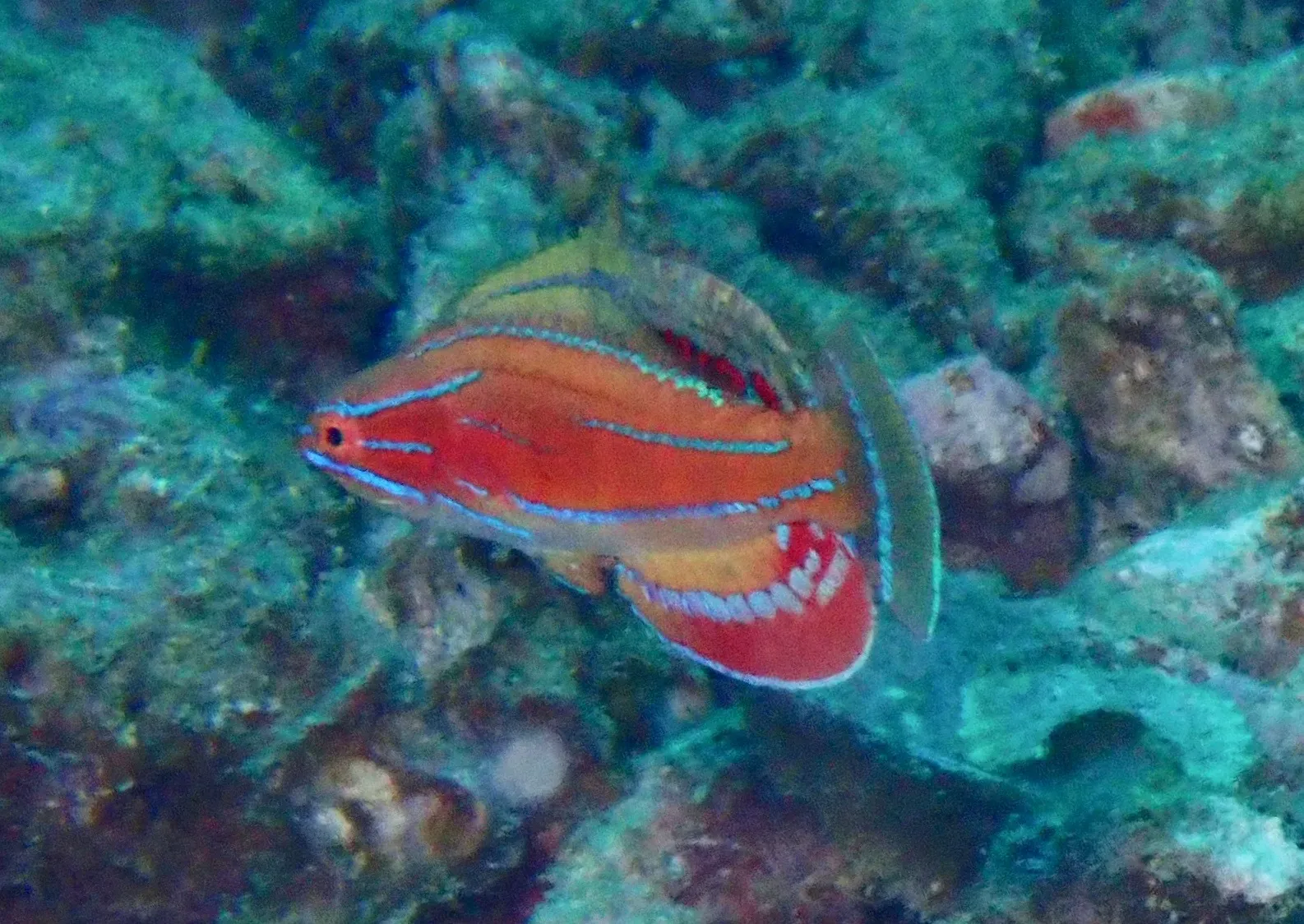 Ein McCoskers Zwerglippfisch, orangerot mit blauen Längslinien, über Riffgestein.