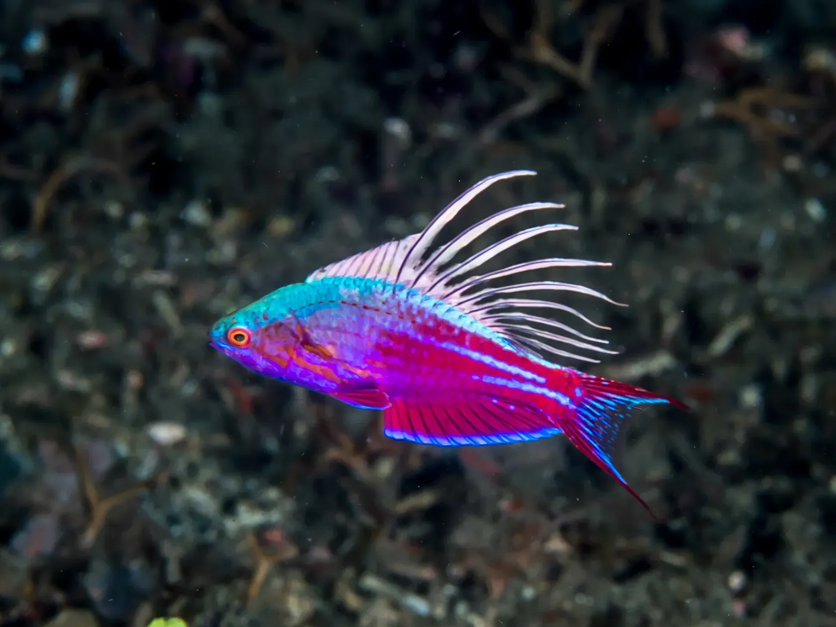 Ein Fahnenlippfisch-Männchen, blau und pink, mit aufgestellter, fädig ausgezogener Rückenflosse vor dunklem Grund.