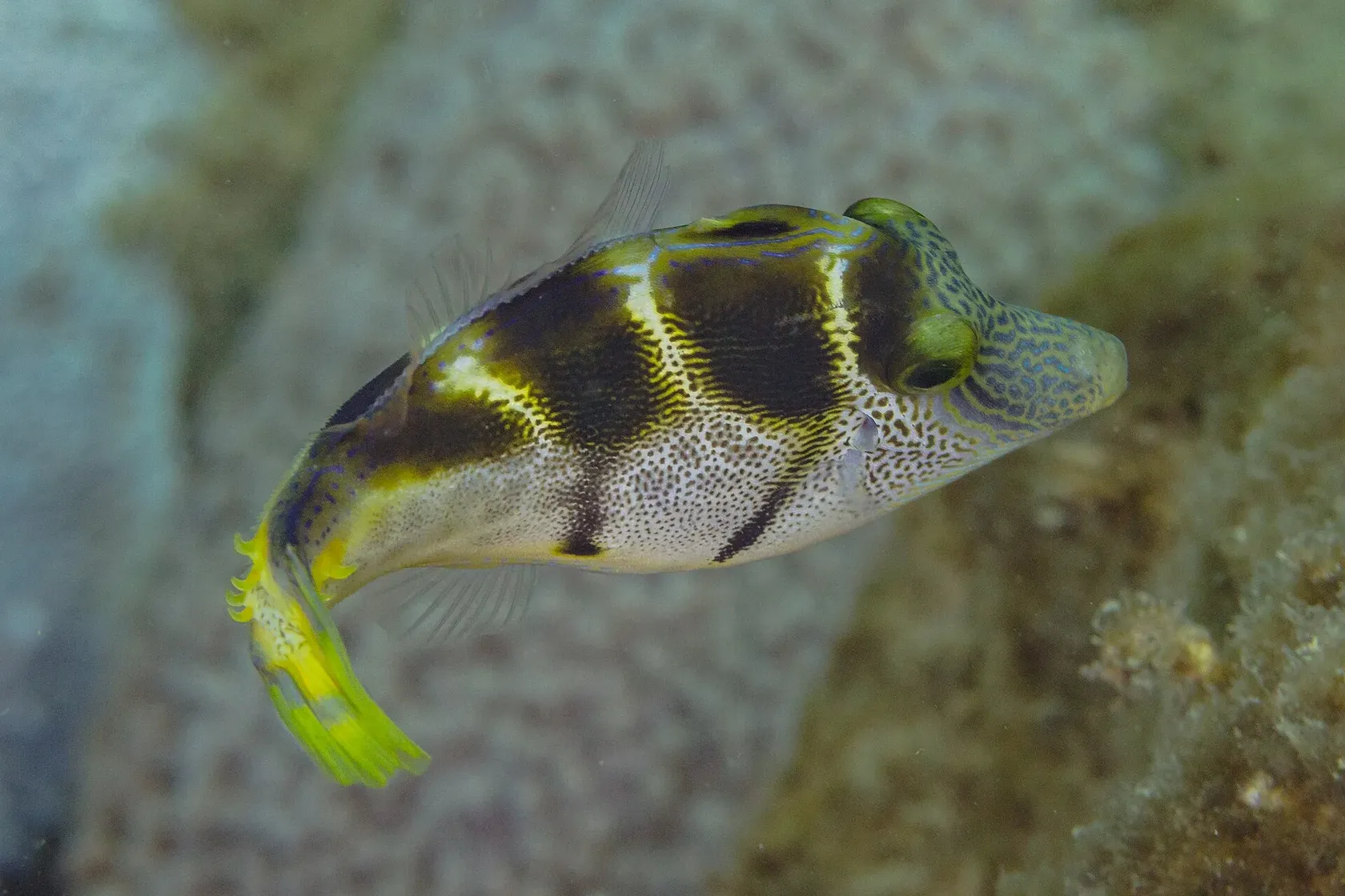 Ein Schwarzsattel-Feilenfisch, hell mit dunklen Sattelflecken und gelber Schwanzflosse, schwimmt über einer Koralle.