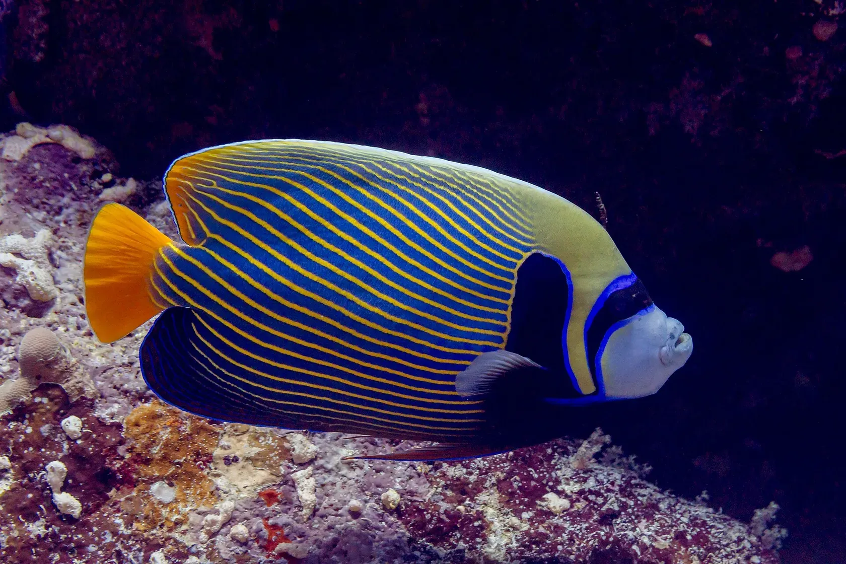 Ein Imperator-Kaiserfisch mit blau-gelb gestreiftem Körper, gelber Schwanzflosse und dunkler Augenbinde über einem Riff.