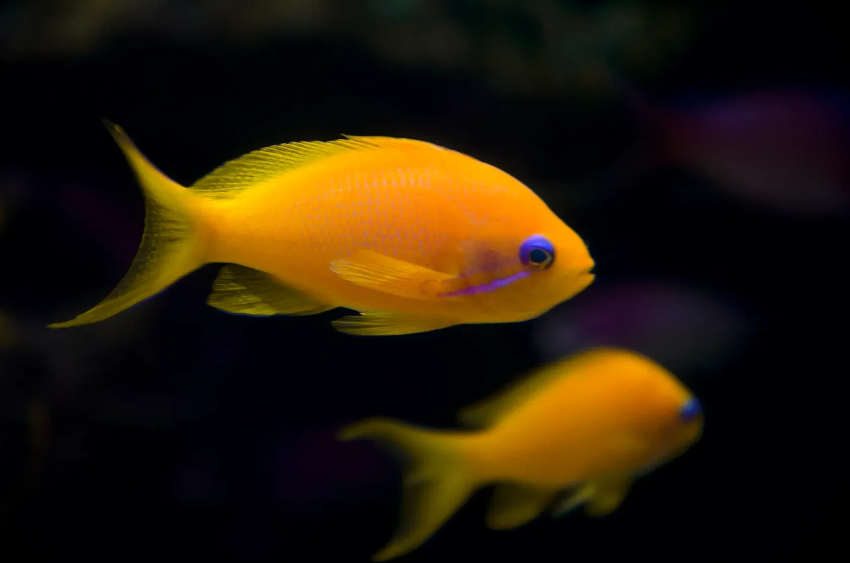 Zwei orange Weibchen des Juwelen-Fahnenbarschs mit violettem Strich unter dem Auge schwimmen vor dunklem Grund.