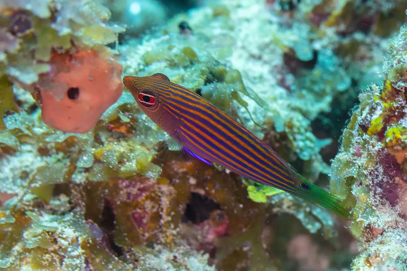 Ein Sechsstreifen-Lippfisch mit orangen und blauen Längsstreifen zwischen Riffgestein.