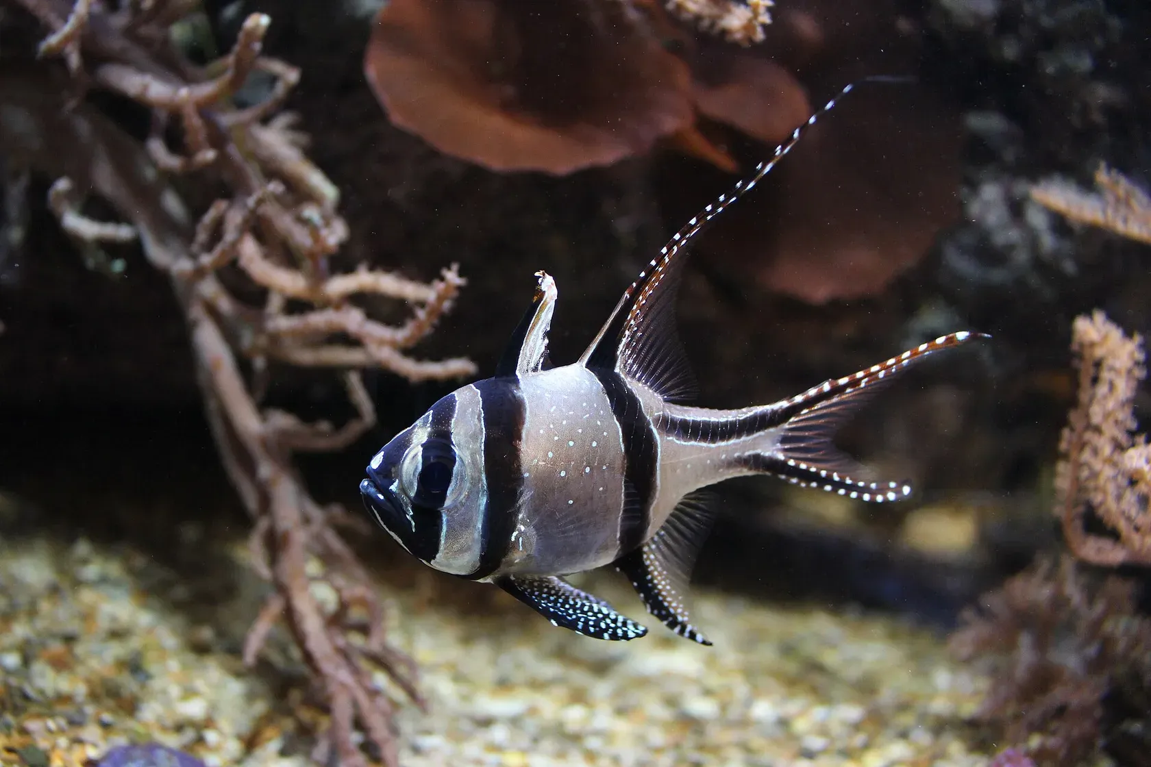 Ein silbriger Banggai-Kardinalbarsch mit drei schwarzen Querbändern, weiss gepunkteten Flossen und lang ausgezogener Rücken- und Afterflosse schwimmt vor Riffgestein.