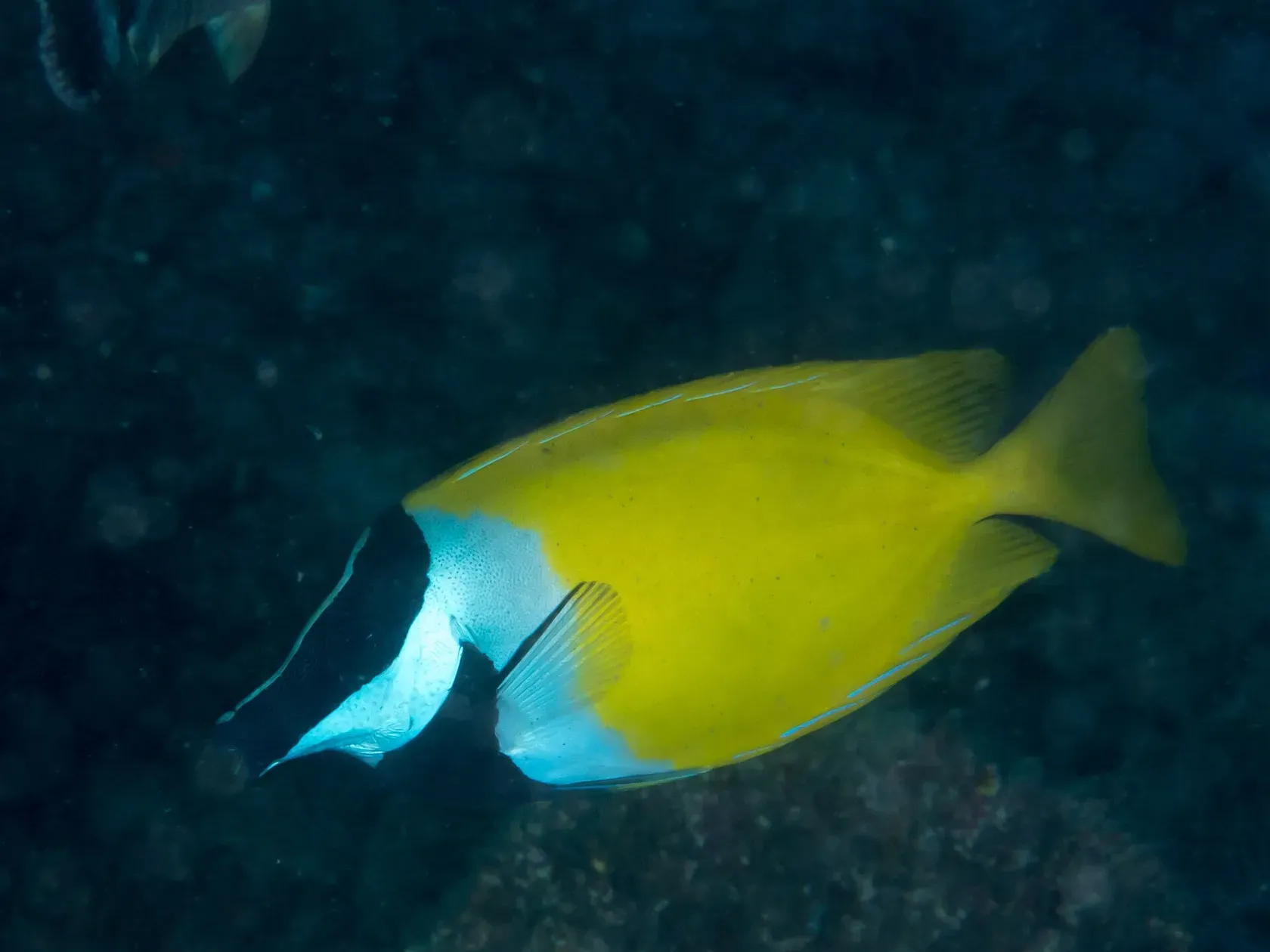 Ein leuchtend gelbes Fuchsgesicht mit schwarz-weiss gezeichnetem Kopf schwimmt über dunklem Riffgrund.