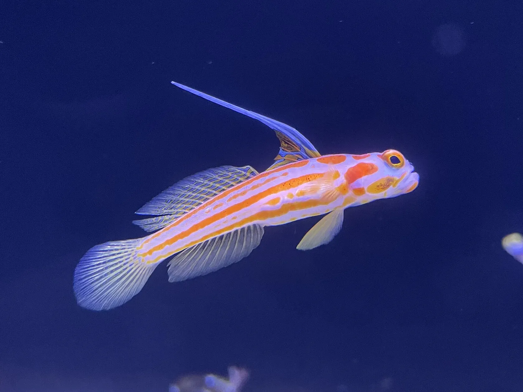 Eine helle Grundel mit orangen Längsstreifen und Flecken und einem langen, hoch aufgestellten Flossenstrahl schwimmt vor blauem Hintergrund.