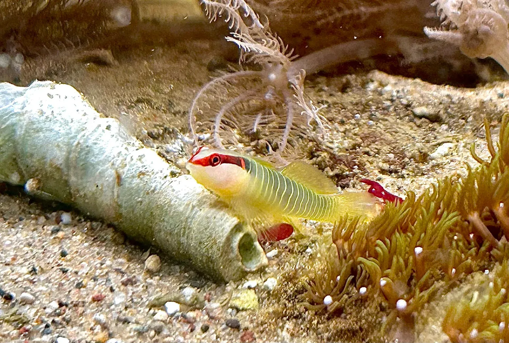 Eine kleine dunkelgrüne Grundel mit hellgrünen Querbändern und rotem Kopf liegt auf Sand neben einer leeren Röhre.