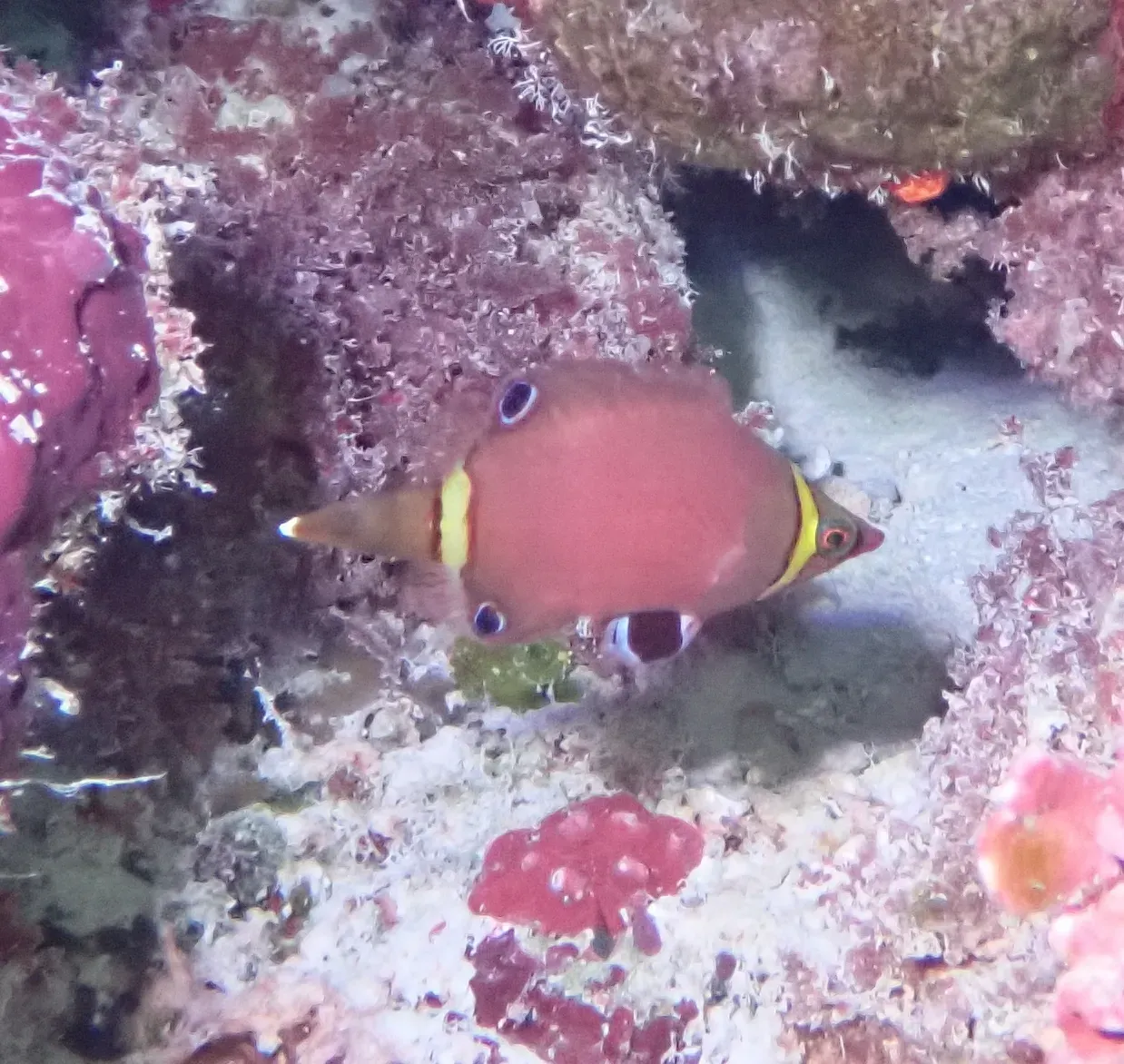 Ein rötlicher Höhlenlippfisch mit gelben Querbändern und einem dunklen Augenfleck auf der Afterflosse vor einer Höhle im Riff.
