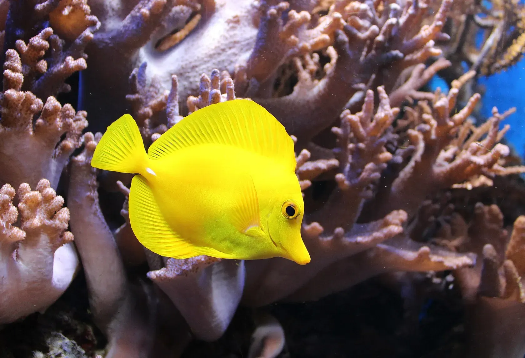Ein leuchtend gelber Segelflossendoktor mit hohem, flachem Körper schwimmt vor verzweigten Weichkorallen in einem Aquarium.