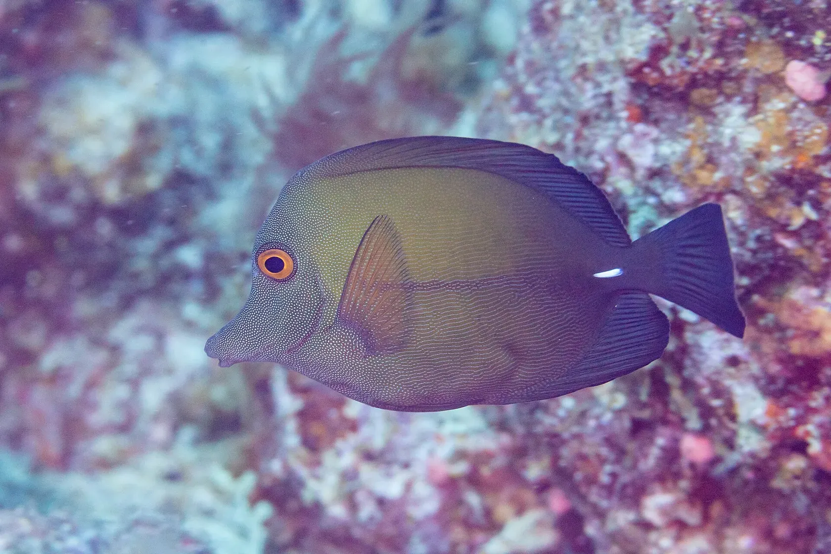 Ein bräunlicher Segelflossendoktor mit hohem Körper, dunkler Schwanzflosse und weissem Dorn am Schwanzstiel schwimmt über dem Riff.