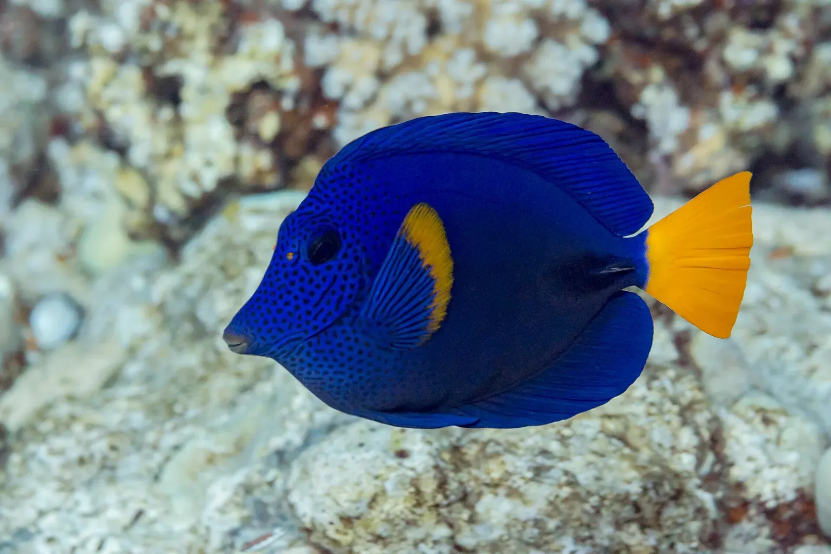 Ein tiefblauer Segelflossendoktor mit fein schwarz getupftem Kopf, gelber Schwanzflosse und gelbem Saum an der Brustflosse schwimmt über hellem Riffgestein.